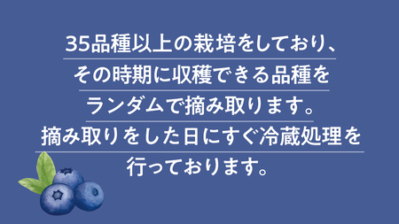 茨城県産 生 ブルーベリー 合計 500g (250g×2P) [DZ001sa]