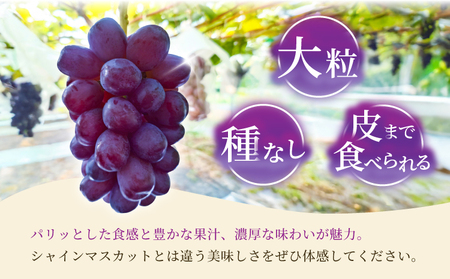 先行予約 富士の輝 2房（約500g×2 計約1kg） 【2026年8月上旬から8月下旬発送予定】