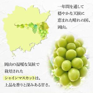 ぶどう 2026年  糖度18度以上 岡山県産 シャインマスカット 800g以上 1房 家庭用＜9月以降発送＞