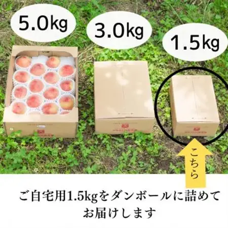 宝石のように磨かれた桃 やまなし内藤農園の白桃【ご自宅用】約1.5kg(4～7玉)【配送不可地域：離島】【1608938】