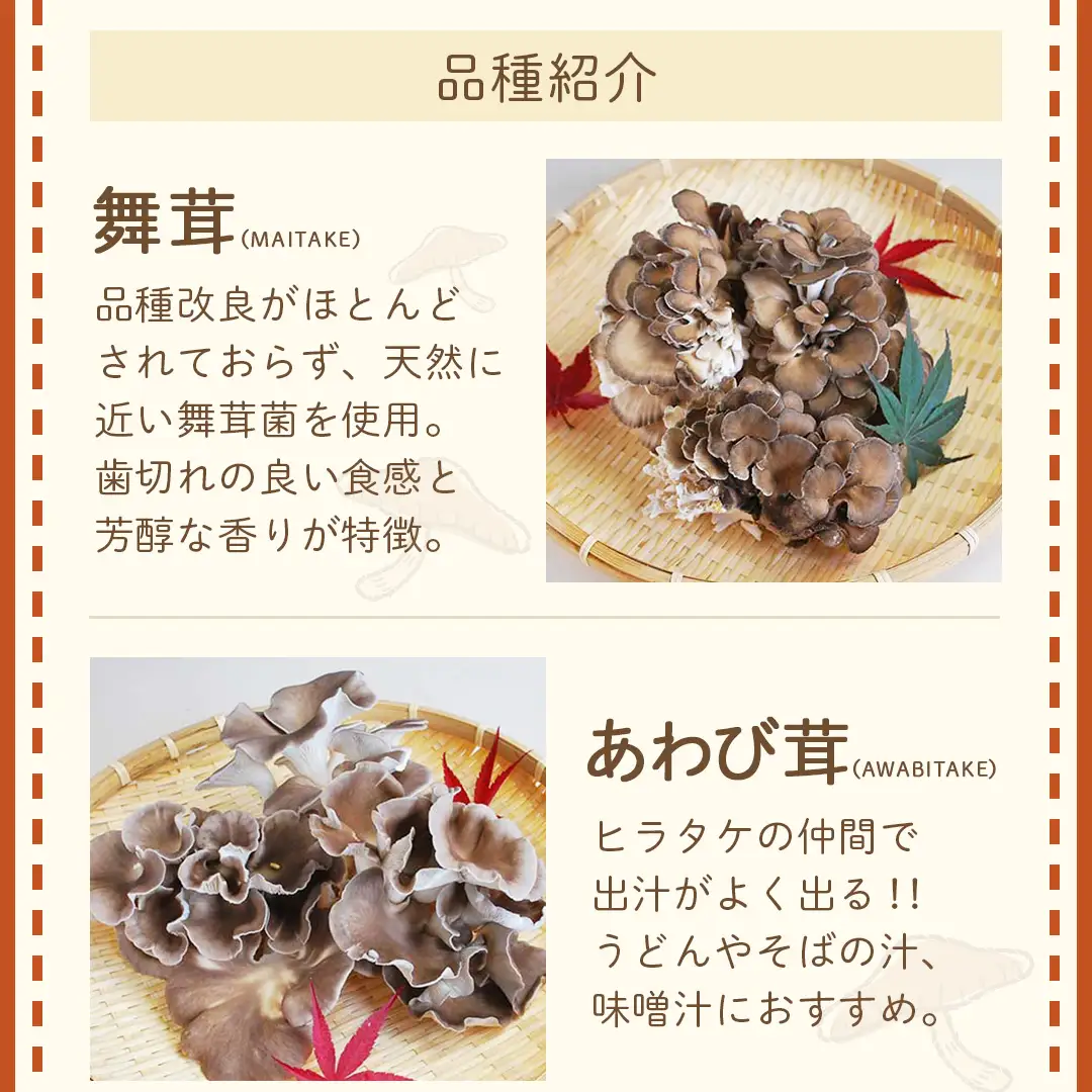 《 全３回 隔月定期便 》 きのこ の 詰め合わせ Mサイズ 約1.5kg （茨城県共通返礼品 城里町） 定期便 キノコ 舞茸 あわび茸 たもぎ茸 しいたけ 花びら茸 セット 鍋 炒め物 [CX009sa]