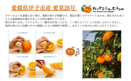 【2026年先行予約】みかん 愛媛県 愛果28号 2kg ご家庭用 訳あり レッスルファーム 紅まどんなと同一品種【2026年11月中旬下旬から順次発送予定】数量限定 おすすめ 美味しい おいしい グルメ フルーツ くだもの 愛媛県産 人気 柑橘 伊予市｜A104
