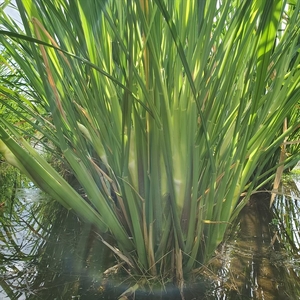 【先行予約】収穫したてを発送します　　マコモダケ　約2.5㎏〈出荷時期:2026年10月中旬～2026年11月中旬頃〉