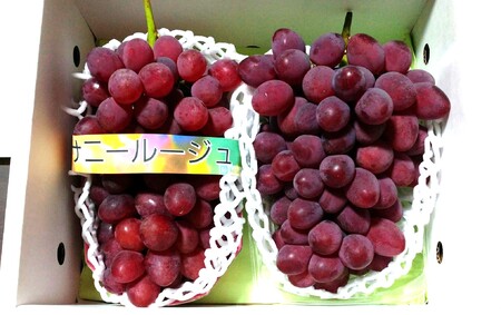【定期便：全４回】ぶどう食べ比べコース（デラウェア、サニールージュ、シャインマスカット、スチューベン）　0142-2618