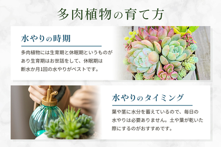 可愛い多肉植物の寄せ植えリース23cm 多肉植物 観葉植物 インテリア 寄せ植え 誕生日プレゼント オシャレ 多肉 観葉 リース 植物 苗 種類 農園直送 栽培 ガーデニング 寄せ植え用 多肉専科