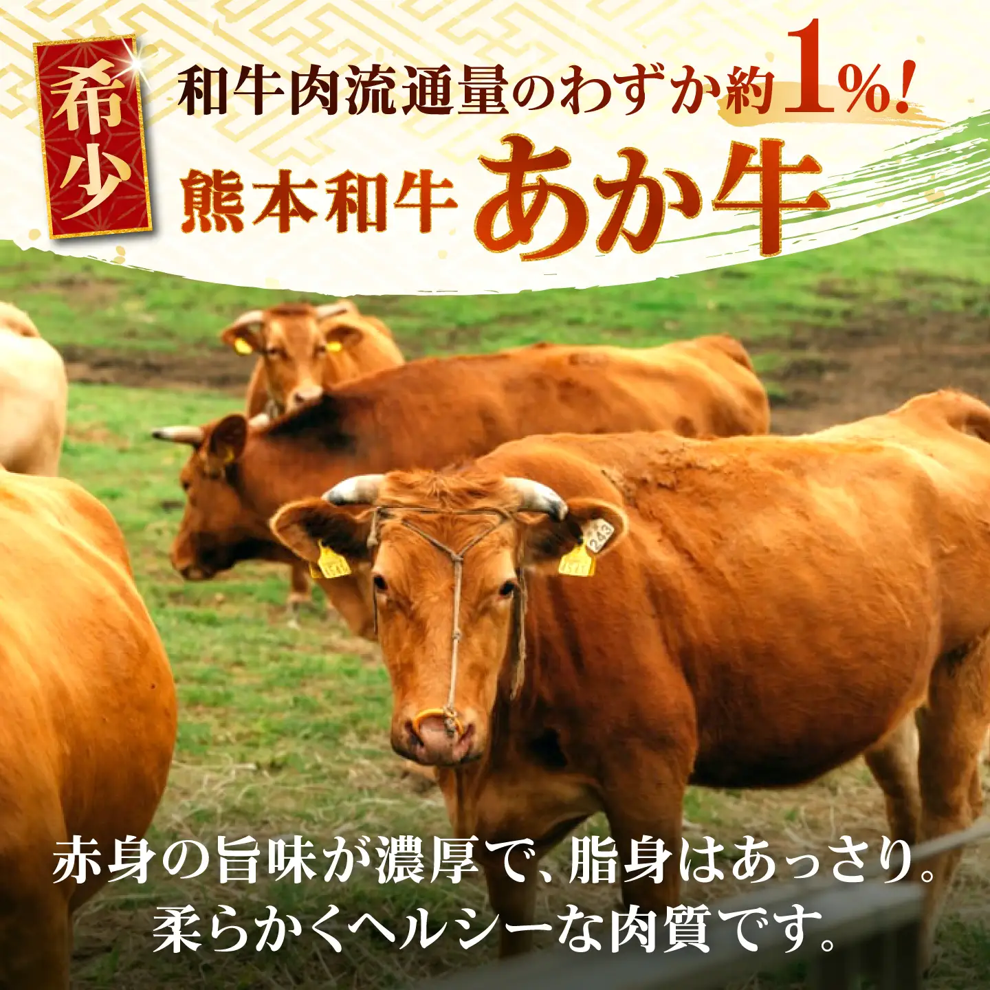 あか牛 切り落とし 約1kg 牛肉切り落とし[AYCQ005]