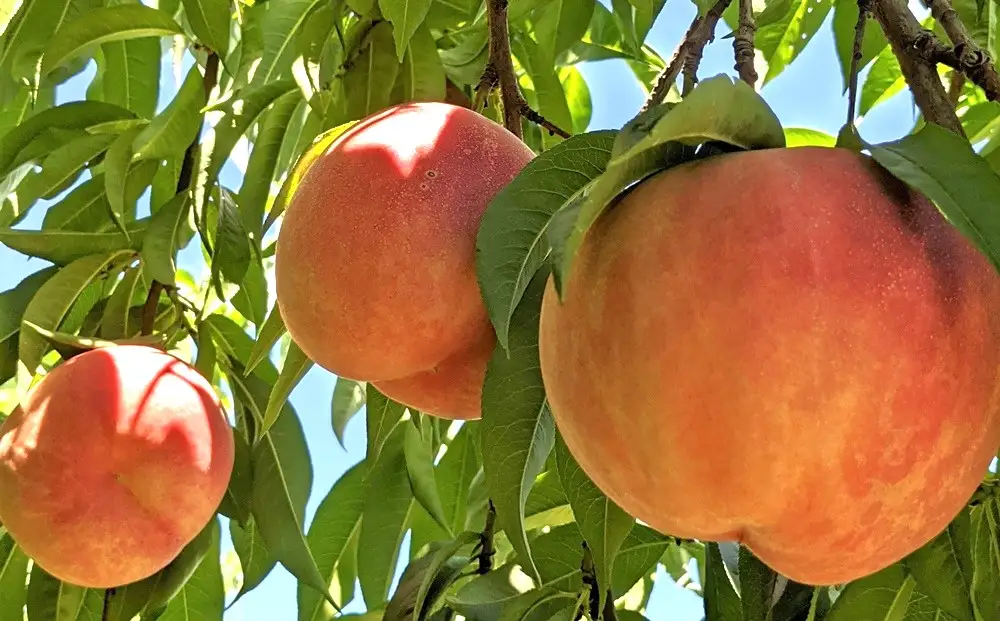 【フルーツ王国直送！】山形旬の桃　２ｋｇ（ゆうぞら、幸茜、白根白桃、紅錦香、他）いずれか１品種　0033-2605