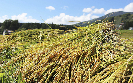 【令和7年度産】長野県小谷村百姓七人衆のあきたこまち【玄米】　３kg