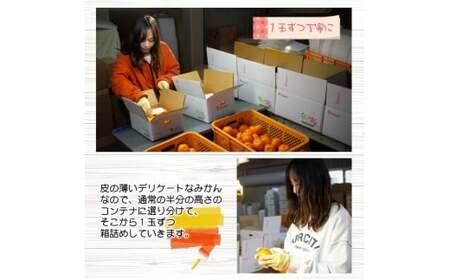 【ふるさと納税】有田 みかん しにせの味 (1kg) サイズお任せ / 温州みかん 有田みかん 甘い 和歌山 柑橘 ※2026年11月上旬～翌年2月中旬頃に順次発送予定 【tkf004-r-1】