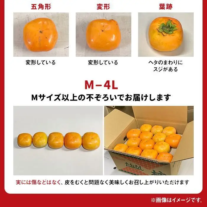 【2026年10月上旬以降発送】 ◆先行予約◆ 和歌山県産 平核無柿＜ご家庭用＞約7.5kg 満杯詰め  柿 種無し たねなし ひらたね 訳あり ［MG87］