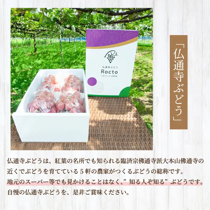 【先行受付】厳選！旬のぶどう詰め合わせ約1kg（2房） 2026年9月上旬から順次発送 種なし シャインマスカット 品種 農園おまかせ ピオーネ BKシードレス 安芸クイーン クイーンニーナ スカーレット お楽しみ 人気 葡萄 贈答 お中元 プレゼント 厳選 フルーツ 205001
