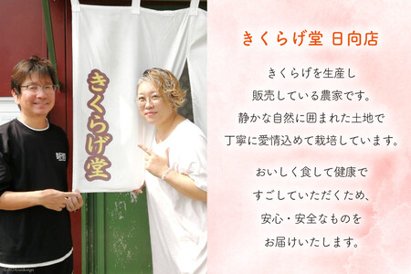 きくらげ 白いきくらげ ギフト セット 粉末 100g 瓶入り 粉末 40g [かいファーム 宮崎県 日向市 452061162]