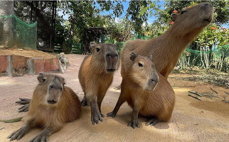 東南植物楽園 入園券 ＆ ランチ券 （大人2名） 入場券 チケット 植物園 テーマパーク 観光 沖縄市 / 株式会社東南植物楽園 [BCBY005]