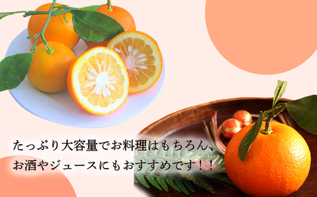 自家製ポン酢やサワーにおすすめ だいだい（橙）の手搾り果汁1L(業務用)  [保存料不使用10000円 ワンストップオンライン] TF0819-P00074