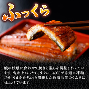 【B57003】土用の丑の日 特大うなぎ 蒲焼 有頭 (3尾 計555g以上 タレ・山椒付) 国産 大隅産 鰻 蒲焼き【一般社団法人きもつき宇宙協議会】