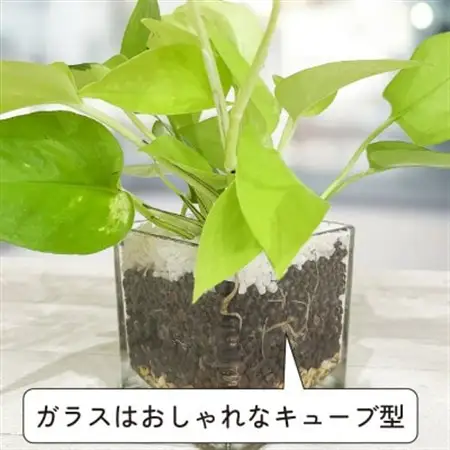 ハイドロカルチャー 観葉植物 ポトス ライム 土を使わない おしゃれなインテリアグリーン【1610627】