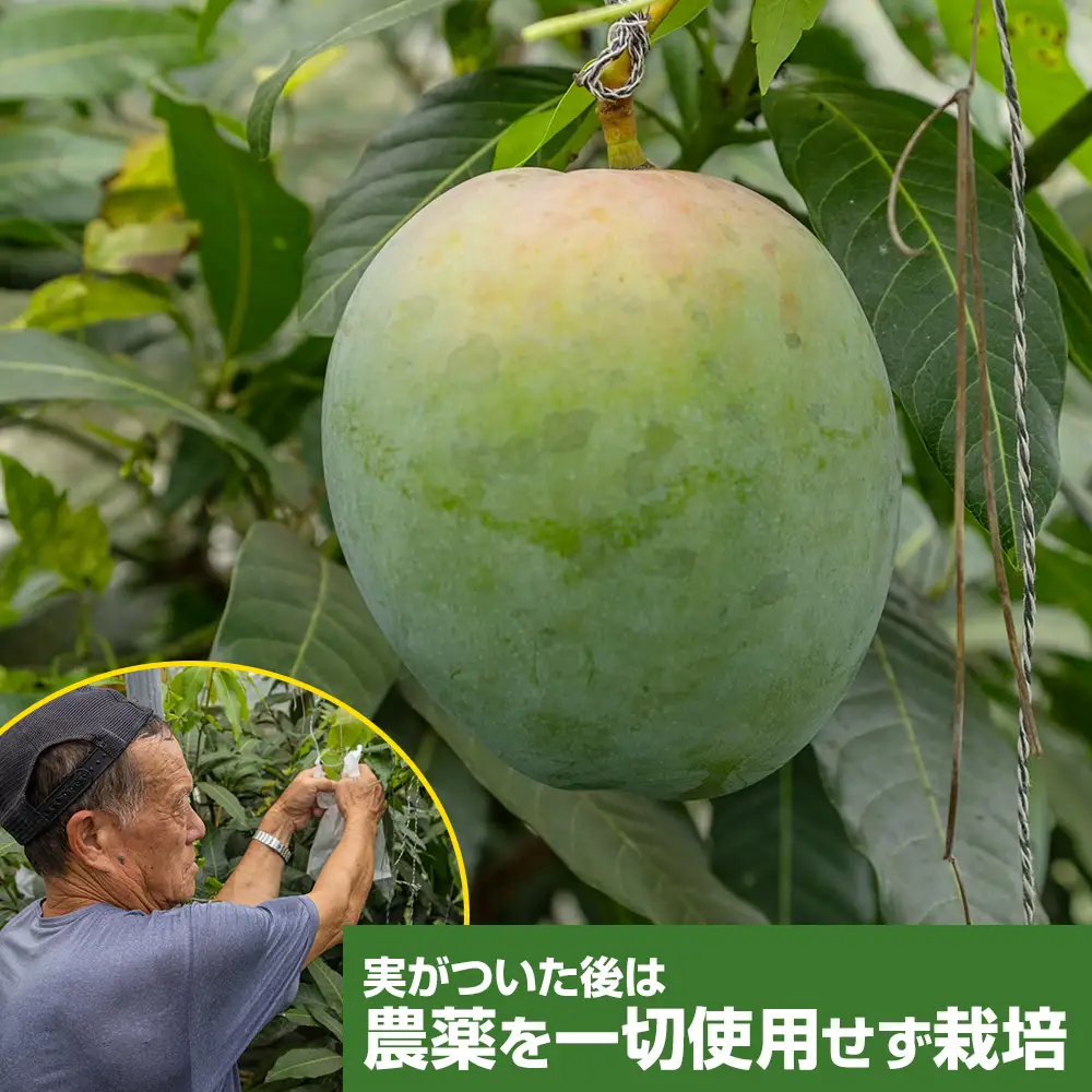 【2026年発送】大城正雄マンゴー農園　キーツマンゴー　贈答用1.5kg