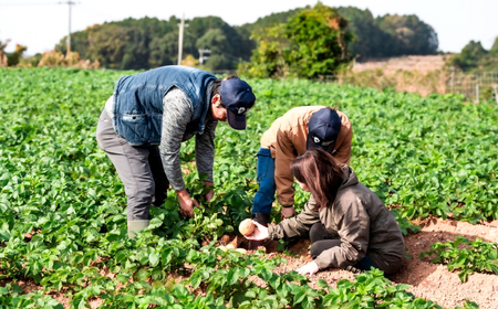 【先行受付】長崎県産 じゃがいも にしゆたか 5kg CGM001 ジャガイモ