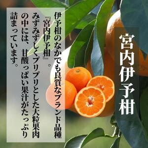 《2027年2月頃から順次発送》【三種のみかん食べ比べ箱】 せとか・はるか・伊予柑 （家庭用）1.5kg | 愛媛 みかん 蜜柑 柑橘 果物 くだもの フルーツ お取り寄せ グルメ 期間限定 数量限定 人気 おすすめ 愛媛県 松山市 【PT043】