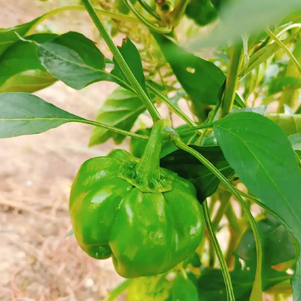 かぐら南蛮味噌セット　【07208-0547】