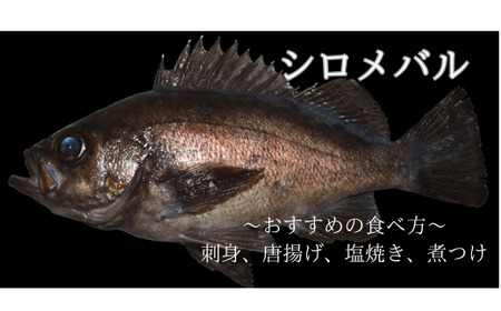 【期間限定1月～3月発送】漁師直送！お任せ魚介類の詰め合わせ 1.5kg～2kg 【オリジナルクリアファイル付き】