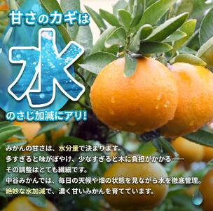 温州みかん 7.5kg 2S～2Lサイズ混合 11月発送※2026年11月中旬頃～11月下旬頃に順次発送予定【nktn004-r-7d5-nov】 