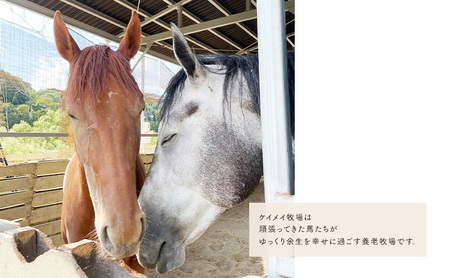 インテリア 張子の馬 トントントントロ 競走馬バージョン