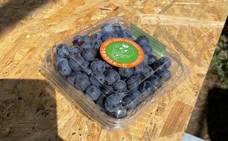 ブルーベリー摘み取り体験 （1kg分） 体験 収穫 チケット ブルーベリー 