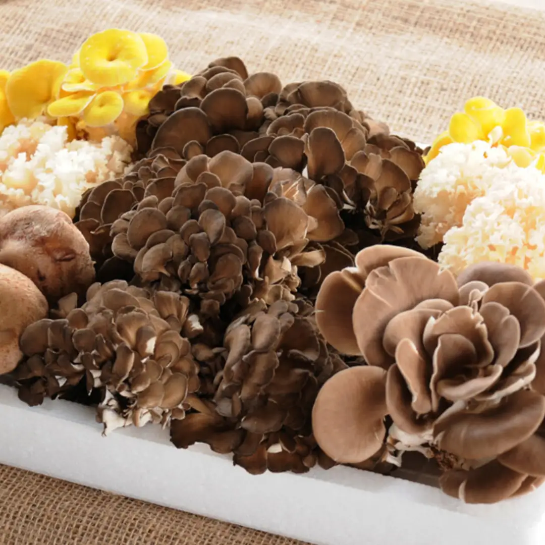 きのこの詰め合わせ 約1kg Sサイズ 大容量 キノコ 舞茸 あわび茸 たもぎ茸 しいたけ ぶなしめじ セット 鍋 炒め物 茨城県 城里町産 (AU004)