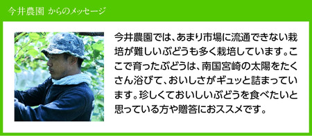 【令和8年産】【訳あり】小粒なシャインマスカット1kg 【 ぶどう 果物 葡萄 フルーツ ブドウ デザート 川南町産 数量限定 期間限定 】