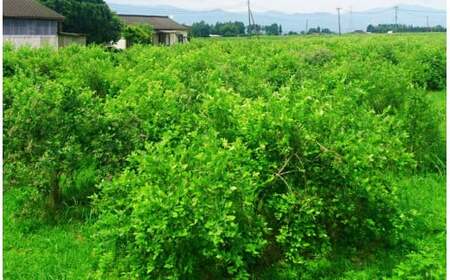 【訳あり】 熊本県 あさぎり町産 手摘み ブルーベリー 生果実 約1kg 熊本県産 ブルーベリー フルーツ【発送時期：2026年6月上旬～8月中旬】