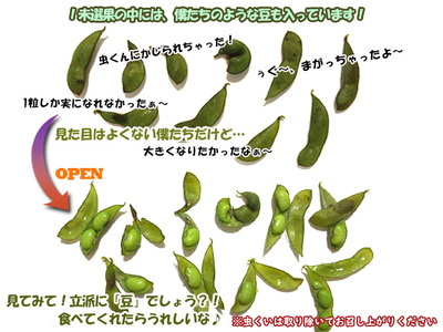 【 2026年産 数量限定 】青森の定番 毛豆 約1kg【 9月 クール便発送 】青森県鰺ヶ沢町産 ※オンライン決済のみ 野菜 枝豆 大粒 甘みが強い 豊かな香り コク ほっくり おつまみ 料理 お弁当 食材