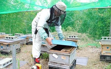 純国産  烏山椒 はちみつ 520g｜非加熱 純粋 天然 蜂蜜 単花蜜 からすざんしょう ハチミツ ギフト｜千葉県 君津市