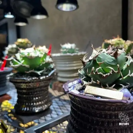 ONE-K PLANTS - ギフト券 - 30,000円_旅行券・チケット   _【1602891】