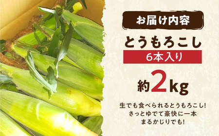 【先行予約】自然の恵みで育った 朝どりとうもろこし 6本 とうもろこし