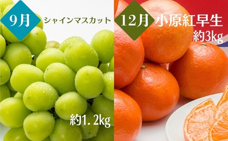 観音寺市のいいとこどり定期便【全6回】 果物 フルーツ 桃 梨 シャインマスカット 小原紅早生 さぬき姫 いちご せとか デコポン