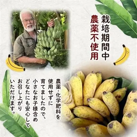 西原町の栽培期間中農薬不使用のナムワバナナ2kg【1616140】