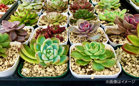 観葉植物 10鉢セット[APCJ001] 観葉植物 