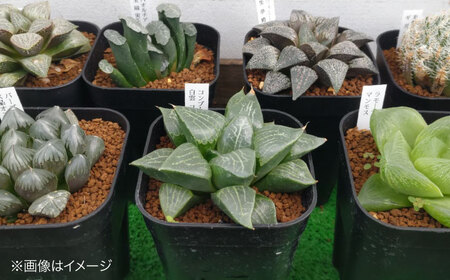 観葉植物 高級ハオルチア 2鉢[APCJ007]観葉植物 