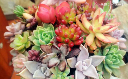 観葉植物 オリジナル寄せ植え[APCJ005]観葉植物 