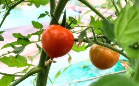 有機栽培 ミニトマト 1.2kg 6月～順次配送 ミニトマト 