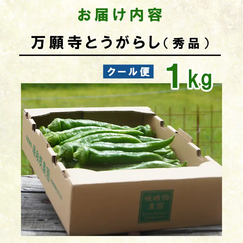 【5月中旬～11月下旬発送】 万願寺とうがらし 秀品 1kg 
