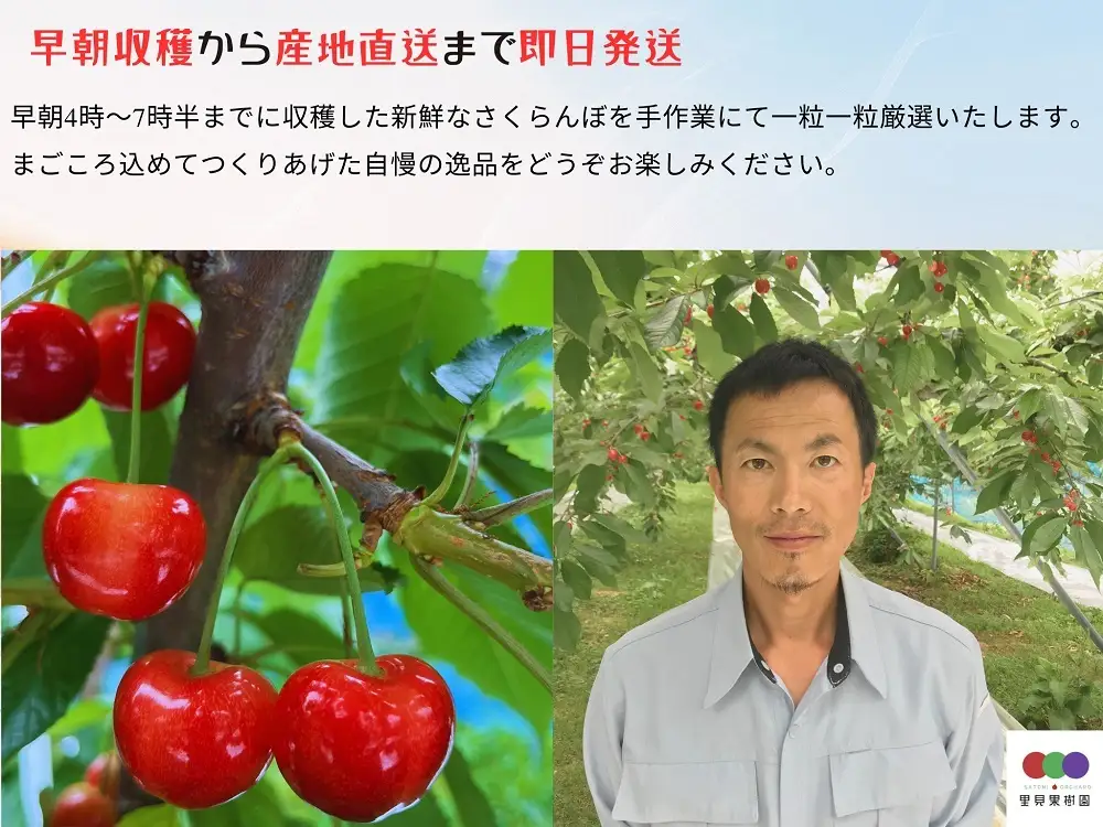 さくらんぼ（佐藤錦）６００ｇ　特秀品　手詰め　0079-2604