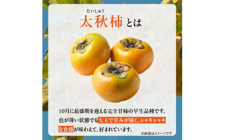 【訳あり品】【10月発送】池尻農園　太秋柿　9～14玉　約3kg　ご家庭用_訳あり品 太秋柿 9～14玉 約3kg ご家庭用 柿 甘柿 フルーツ 果物 スイーツ 甘い 条紋 10月最盛期 完全甘柿 早生品種 大玉 甘みが強い シャキシャキ 種が少ない 子供でも 食べやすい 福岡県 久留米市 送料無料 〔Fk016〕