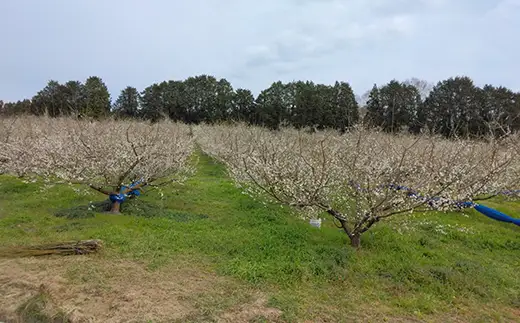 梅 南高梅 完熟梅 5キロ 完熟 予約 梅干 梅干し用 ナンコウウメ 数量限定 先行予約 農家直送 ／ 森農園の完熟梅(南高梅) 5kg ＜162-003＞
