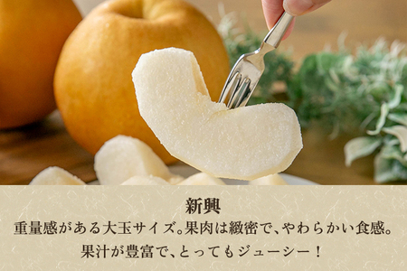 【2026年先行予約】新潟県加茂市産 和梨 新興3kg（4～7玉）〈10月下旬～順次出荷〉しんこう