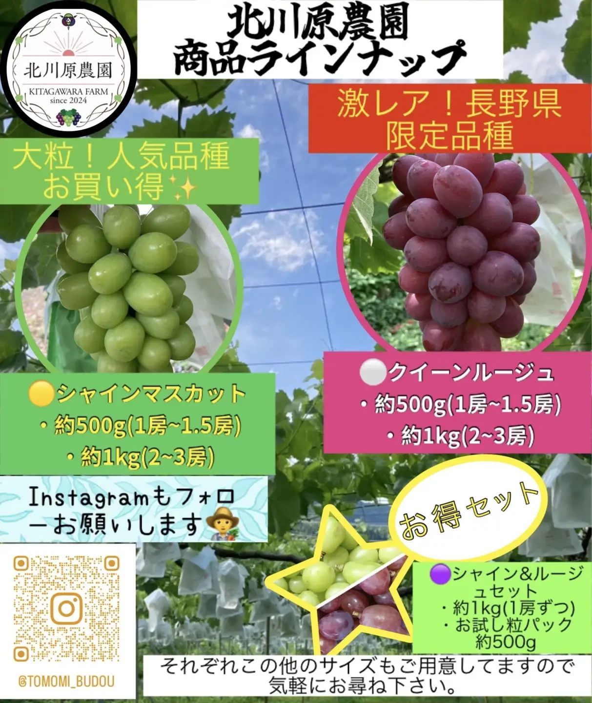 【2026年先行予約】種なしぶどう クイーンルージュ®(長野県オリジナル品種) 約1kg (2 ~ 3房) ｜ ぶどう