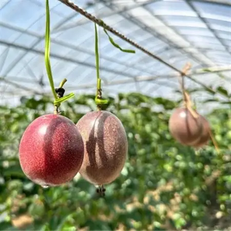 【2026年5月から順次発送】国頭村産パッションフルーツ1kg(10～12玉)【1616926】