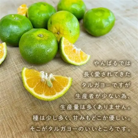 【2026年10月頃から順次発送】地元で愛されてきた在来みかん タルガヨー5kg【1618423】