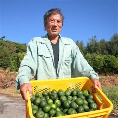 【2026年10月頃から順次発送】島みかん カーブチー 3kg【1618463】